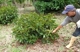 Its origin is uncertain due to widespread prehistoric cultivation. Mangosteen
