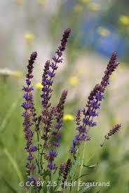 Image result for Xerophyta suaveolens