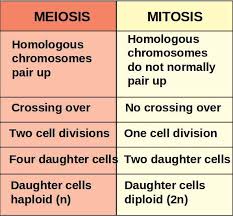 Mitosis Between Meiosis Chart Cachedmitosis Mitosis