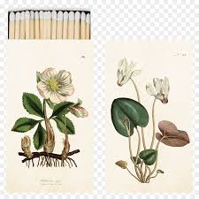 Helleborus Niger Botanik Sanat Botanik Illustrasyon Cizim Cicek Seffaf Png Goruntusu