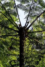 Image result for Cyatheaceae