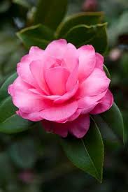 120309 037 Camellia X Williamsii Water Lily Jpg Amazing Flowers Flower Background Iphone Orchid Flower