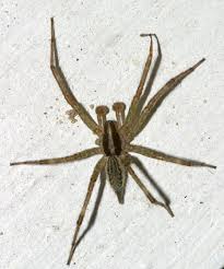 Black And Brown Wolf Spider Grass Spider Get To Know The Grass Spider Wolf Spider Spider Spider Infestation