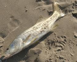 Only thing cheap is the price. Snook From The Beach Surf Fishing Report 9 25 2019