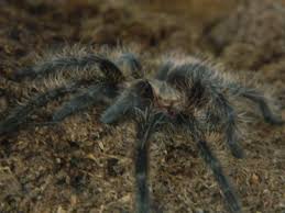 Curly Hair Tarantula Insekten