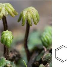 Image result for Helichrysum umbraculigerum