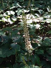 cimicifuga japonica thunb spreng 毛茛科 升麻属 大葉升麻 キンポウゲ モクレン 種