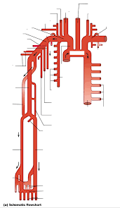 Arteries Of Upper Limb Thorax Flowchart Diagram Quizlet