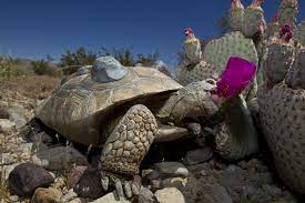 Solar Panels In The Mojave Desert America S Contested Green Future Desert Tortoise Tortoise Care Galapagos Tortoise