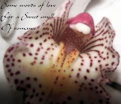 Image result for Polystachya campyloglossa