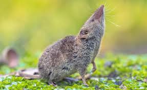 Spitzmause Wichtige Insektenjager Im Garten Saugetiere Ausgestopftes Tier Hausratten