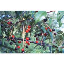Image result for Prunus serotina