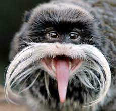 Hahaha Monkey With Mustache Unusual Animals Cute Animals Animals Beautiful