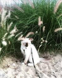 We also wrote the book guide to owning a ragdoll cat. Available Ragdoll Kittens For Sale Ragdollkitty Ragdolls