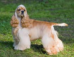 The cocker has a sturdy, compact body and a silky, flat or wavy coat. Everything You Need To Know About The Amazing American Cocker Spaniel K9 Web