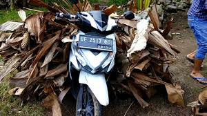 Pisang merupakan komoditas hortikultura keempat yang terpenting setelah beras, susu, dan gandum. Berburu Daun Pisang Kering Untuk Ikan Cupang Youtube