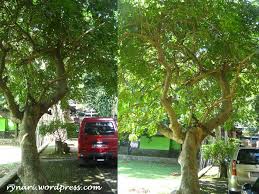 Kelurahan kutowinangun lor saat ini masuk dalam wilayah administrasi kecamatan tingkir kota salatiga. Pesona Kigelia Si Buah Sosis Rynari