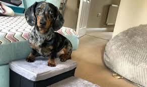 If you're looking for the perfect bed for your pooch, you've come to the right place. B M Shoppers Go Wild For Perfect 12 Pet Stairs To Help Tiny Cats And Dogs Uk News Express Co Uk
