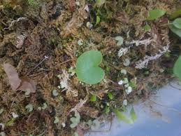 Image result for Utricularia appendiculata