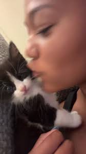 Adorable Fluffy Kitten