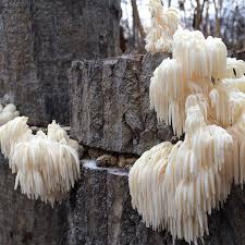 Image result for Homalium dentatum