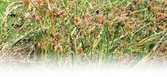 Image result for Prismatocarpus