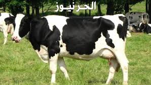 اللحوم في المنام تحمل الكثير من التشاؤم إذ ترمز إلى الأوجاع والأسقام، أما شراؤها فمصيبة. ØªÙØ³ÙŠØ± Ø­Ù„Ù… Ø§Ù„Ø¨Ù‚Ø±Ø© ÙÙŠ Ø§Ù„Ù…Ù†Ø§Ù… Ù„Ù„Ù…ØªØ²ÙˆØ¬Ø© ÙˆØ§Ù„Ø¹Ø²Ø¨Ø§Ø¡ ÙˆØ§Ù„Ø­Ø§Ù…Ù„ Ù…ÙˆÙ‚Ø¹ Ø§Ù„Ø±Ù‡ÙŠØ¨