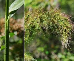 Image result for Echinochloa