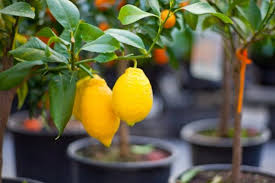 Maybe you would like to learn more about one of these? How To Grow Lemon Tree Outdoortheme Com