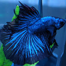 Find betta in fish for rehoming | buy or sell fish or aquariums in toronto (gta). Just Want To Show Off Benny My Black Orchid Betta Imgur