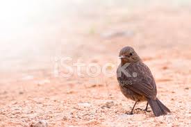 Résultat de recherche d'images pour "les oiseaux de siberie"