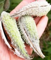 The Time Has Come To Collect Milkweed Seeds If You Haven T Already You Can Plant Them Next Year Give Them To Friends A Milkweed Seeds Milkweed Milkweed Plant