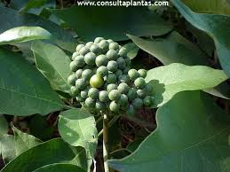 Image result for Solanum giganteum