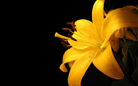 Black And Yellow Flowers Wallpaper Google Image Result For Http Miriadna Com Desctopwalls Images Max Yellow Lilly On Black Background Jpg Yellow Flower Wallpaper Yellow Lillies Yellow Lily