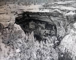 Image result for Oldenlandia verrucitesta