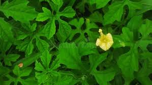 Image result for Momordica balsamina