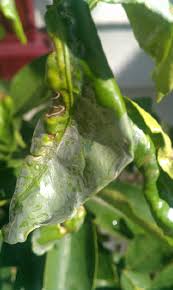 Yellow leaves on fruit trees. Lime Tree Problems Common Pests Of A Lime Tree