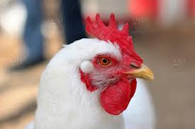 The chicken is a farm animal that lives in the coop. Animal Wildlife Chicken Red And White Country Life White Chicken Live Chicken Stock Photo 0c9fb88f 16e2 46fb B942 58292e53341f