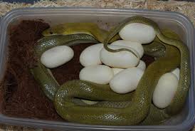 Image result for Triaspis