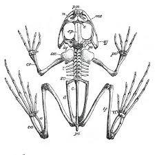The single shinbone is the tibiofibula. Frog Skeleton Legs Areas Diagram Quizlet