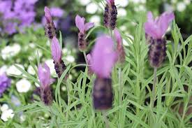 Lavender Plants Now Available Picture Of Lymefield Garden Centre Farm Shop Tea Room Hyde Tripadvisor