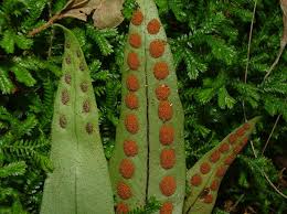Image result for Pleopeltis macrocarpa