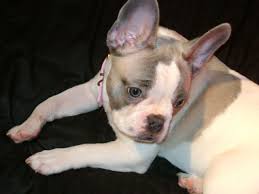 White is a common french bulldog color but still very stunning. Beautiful Blue Fawn Pied Girl French Bulldog Dagenham Essex Pets4homes