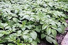 What does a potato plant look like? Potato Wikipedia
