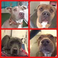 American pit bull terrier los angeles, california. Pitbull Dogs Urgent Need Foster Homes Dog Adoption On Twitter Urgent Help To Save Fiona S Life Today Riverside Animal Shelter Los Angeles California Adopt Foster Rescue Sweet Pitbull Dog Fiona A0859352