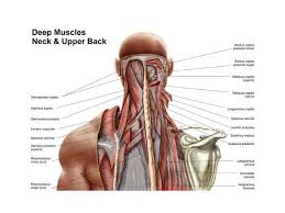 Some muscles are named based upon their connection to a stationary bone (origin) and a moving bone (insertion). Human Anatomy Showing Deep Muscles In The Neck And Upper Back Poster Allposters Com