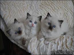 Petland athens, ohio offers a variety of available kittens for sale that include breeds such as bengal, munchkin, persian, teacup, siberian and many others. Craigslist Persian Kittens