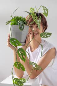 Image result for Maerua acuminata