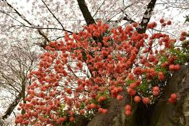 Image result for Gnidia chrysantha