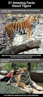 Trendingly 21 Amazing Facts About Tigers Click The Siberian Amur Tiger Panthera Tigris Altai Tiger Facts Siberian Tiger Facts Fun Facts About Tigers
